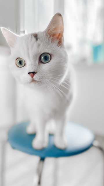 白色呆萌小猫图片