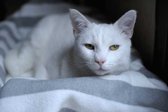 乖巧白色猫咪高清图片