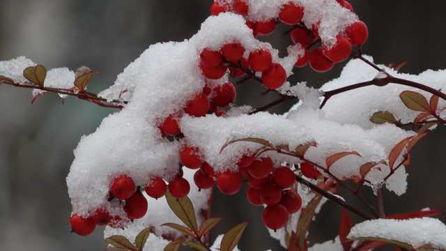 冬日成熟红浆果图片
