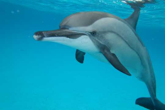 大海海豚欣赏图片