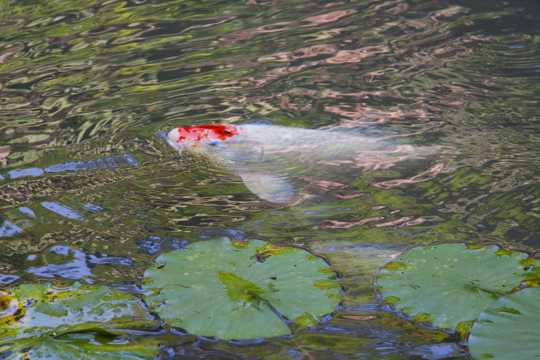 池塘锦鲤鱼图片