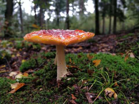 秋日雨后红蘑菇图片