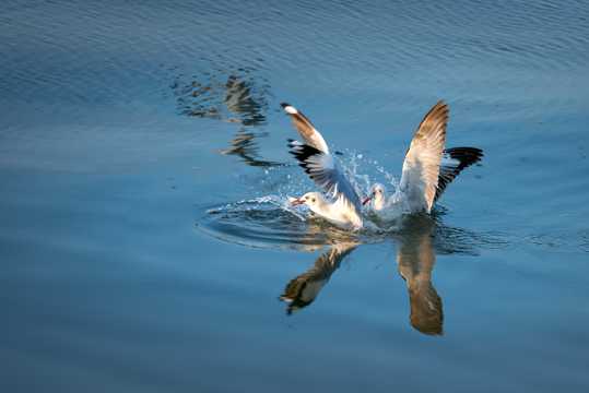 水中嬉戏的海鸥图片