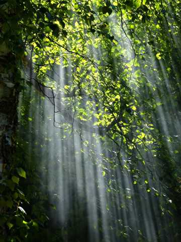树林光束图片
