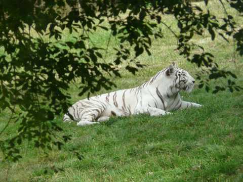 草坪白老虎图片