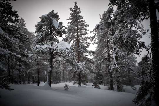 丛林树木大地积雪图片