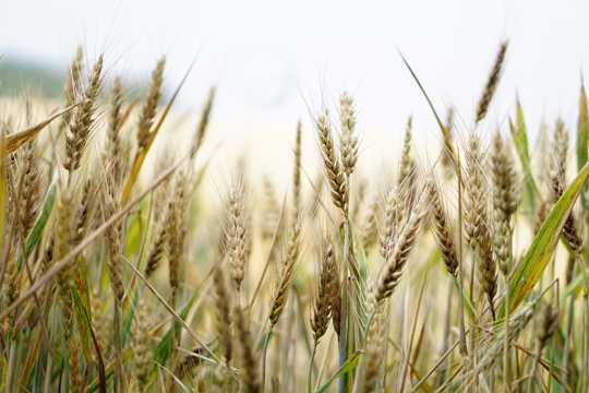 小麦成熟图片