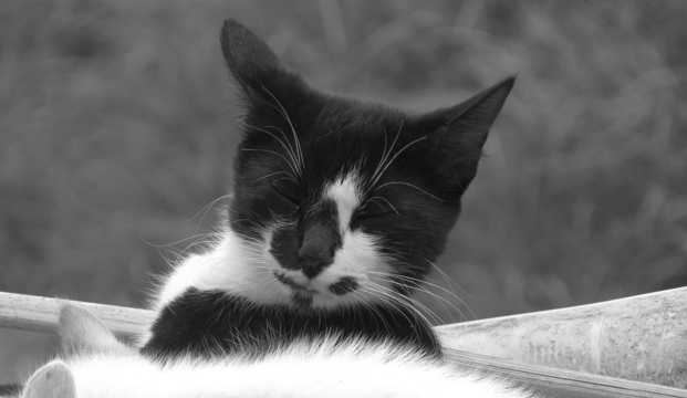 黑白花猫图片