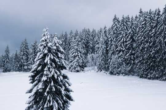冬日松丛林雪景图片