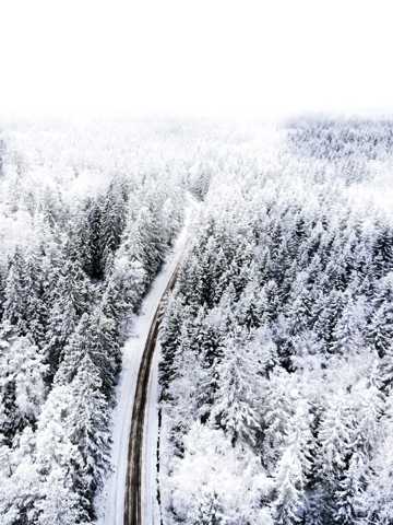 冬天白雪森林光景图片