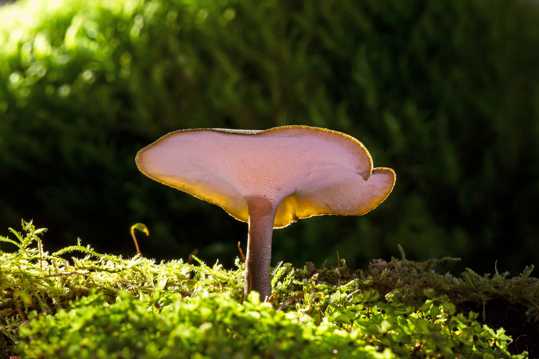 小蘑菇唯美图片