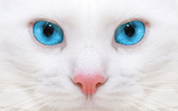 白色蓝眼睛喵星人