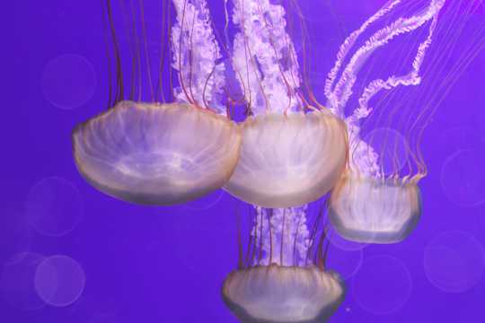 大海水母高清图片