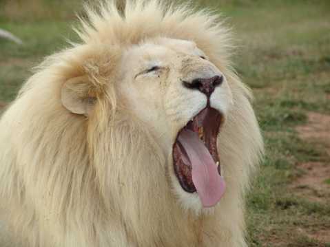 白狮子嘶吼图片
