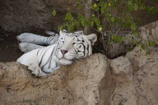躺着睡觉的白虎图片