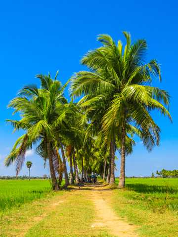 夏季棕榈树图片
