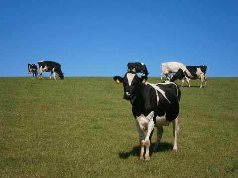 牧区里的奶牛图片