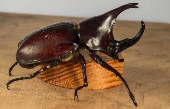 犀牛甲虫高清图片