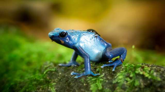 蓝色青蛙图片