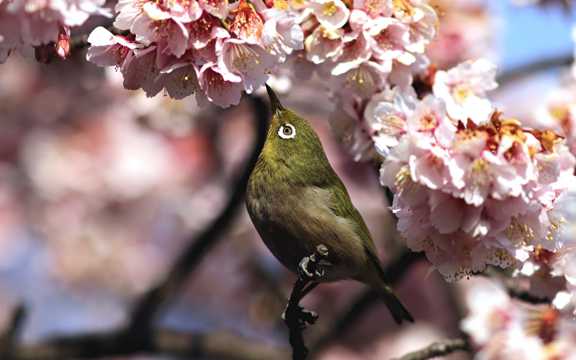 桃花枝头的小鸟图片