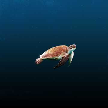 海洋乌龟拍摄图片