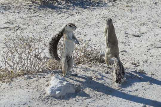 沙漠上两只松鼠图片