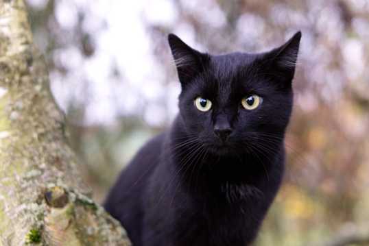 呆萌的小黑猫
