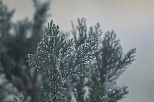 冬日植物景致图片