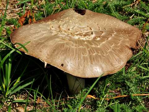 秋天大蘑菇图片