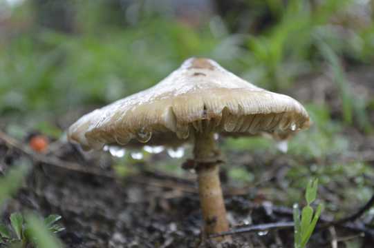 雨后白蘑菇图片