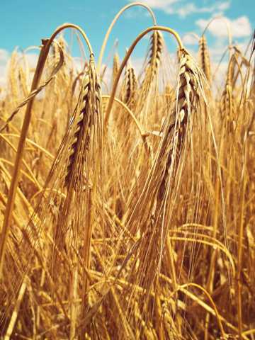 秋季麦子图片