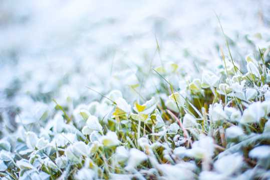 霜雪草场图片
