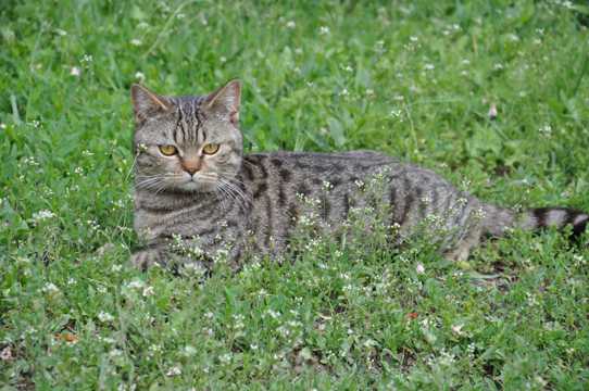 草原上休息的猫咪图片