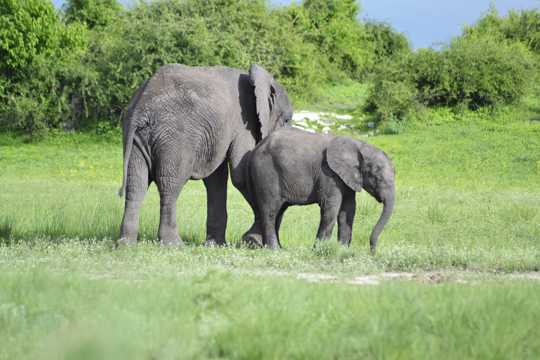 草场大象小象图片