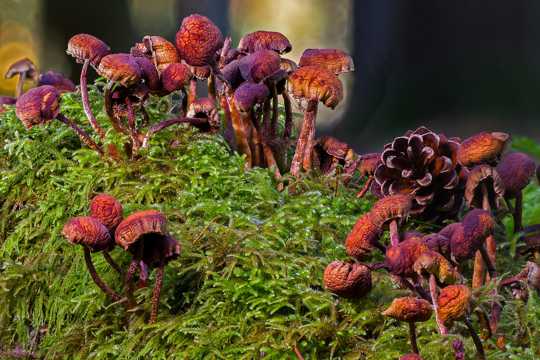 树林干蘑菇图片