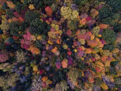 秋季的树林图片