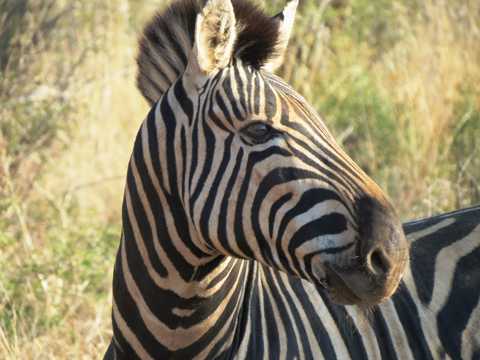 南非斑马头部特写图片