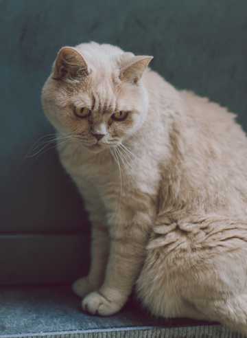 白色英国短毛猫图片