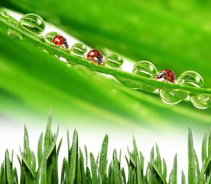 绿叶露水瓢虫图片