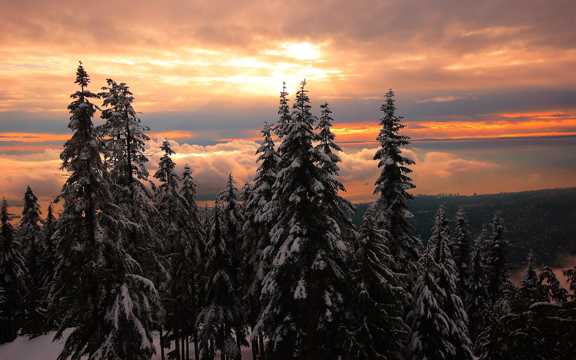 雪地雪松夕阳图片