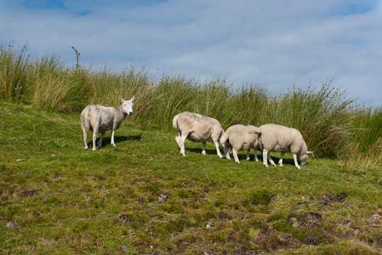 草场绵羊图片