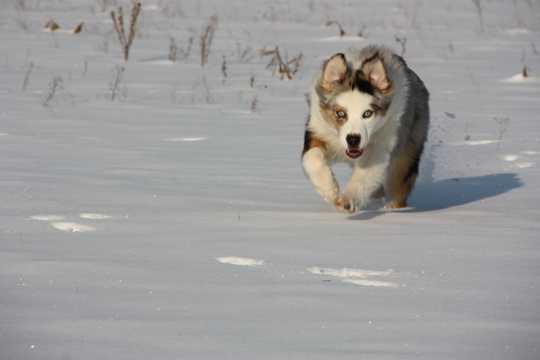 雪地哈士奇雪橇犬图片