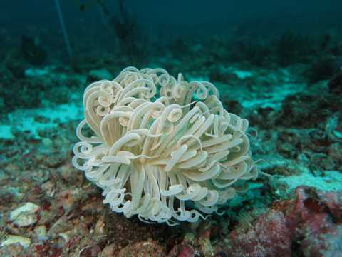海底五彩斑斓奇特的珊瑚图片