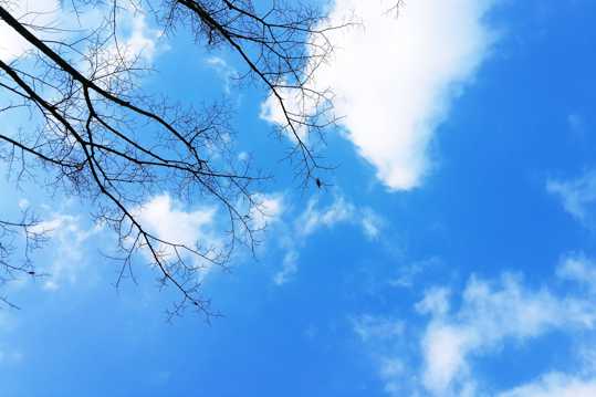 树枝蓝天云朵图片