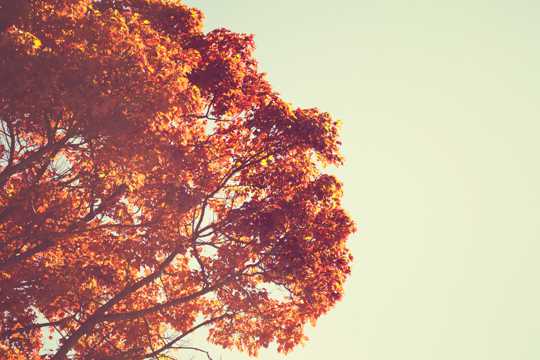 秋日的树唯美图片