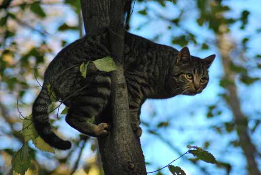 爬树的猫咪图片