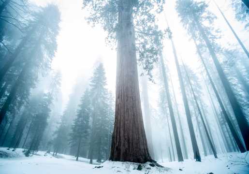 魁梧树木晨雾景致图片
