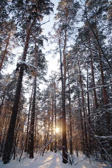冬季森林唯美景象图片