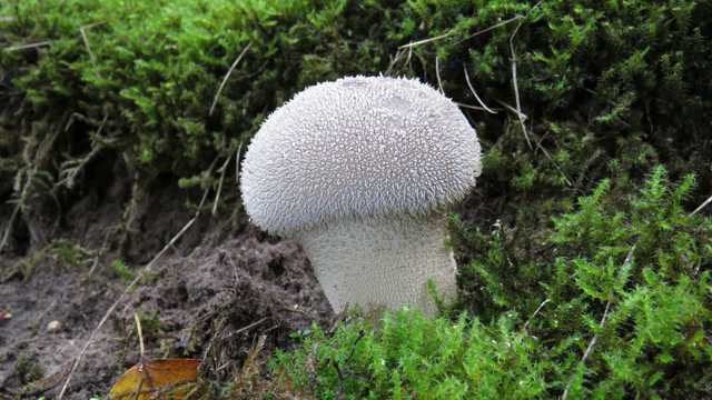 白色毒蘑菇图片