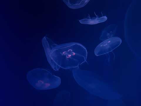 海底水母高清图片